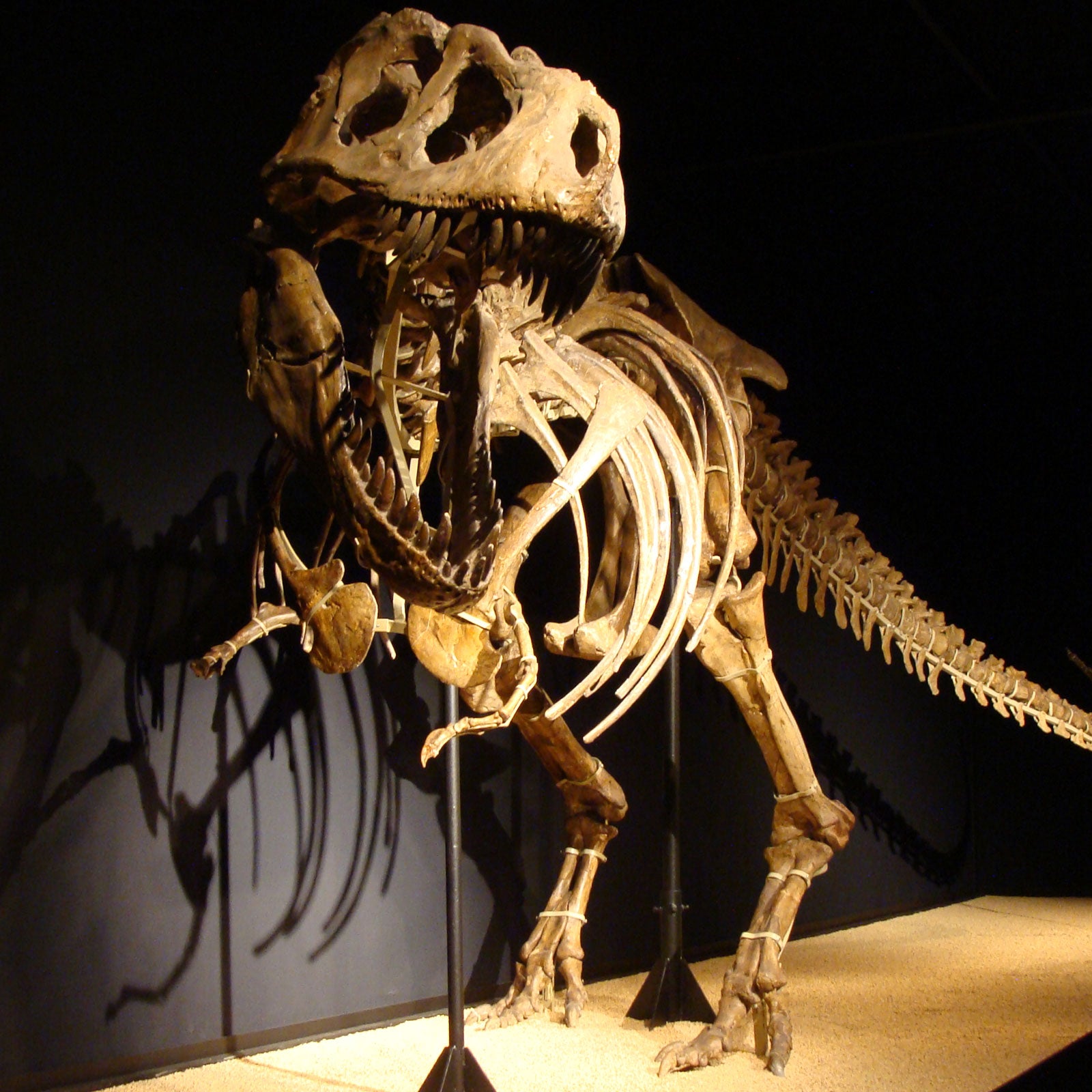 Smuggling, lying, democracy, marriage and...old bones?