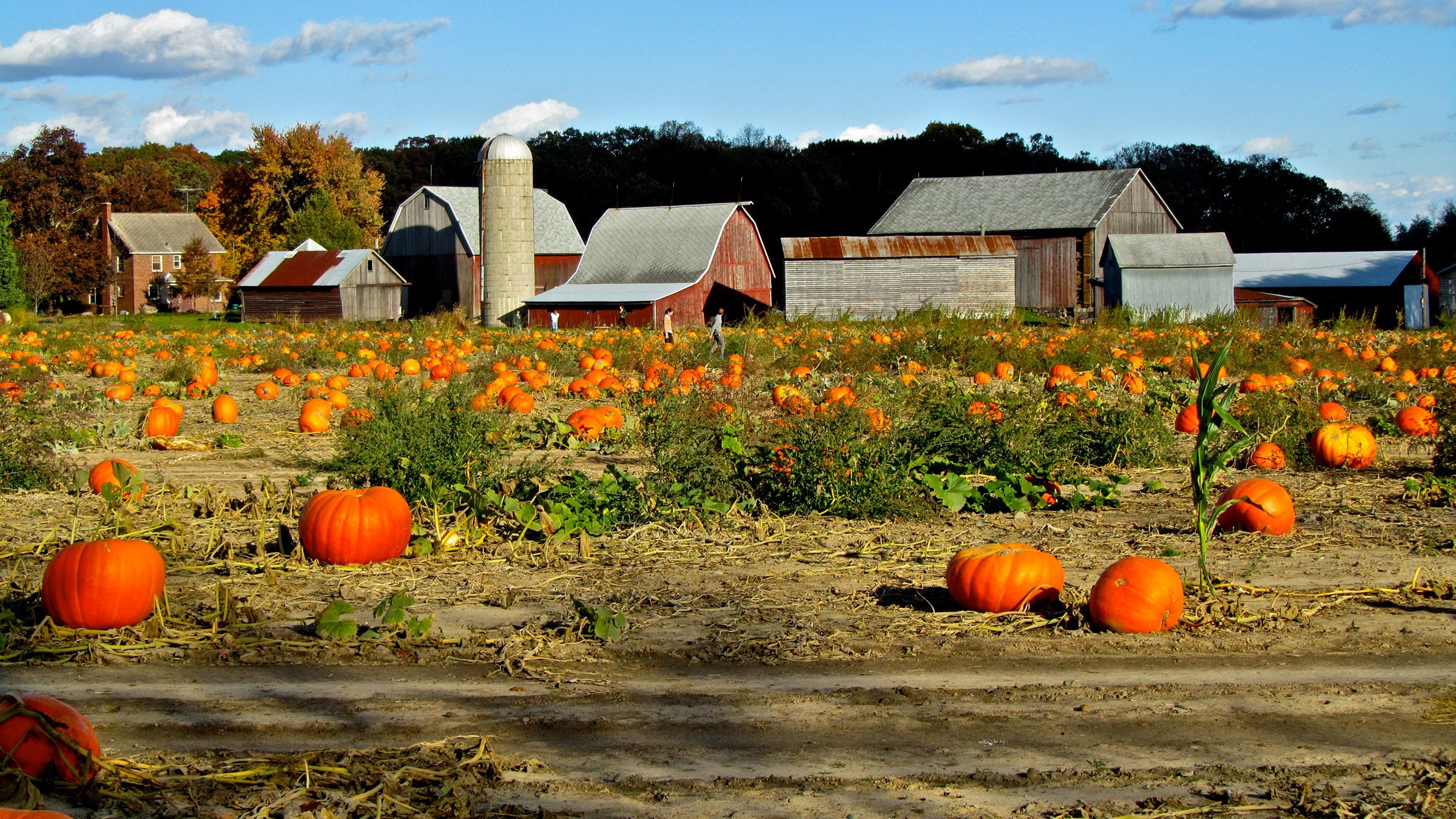 The World Pumpkin Confederation and the Great Pumpkin Commonwealth have beef. This is the story of the moment one of them made history.
