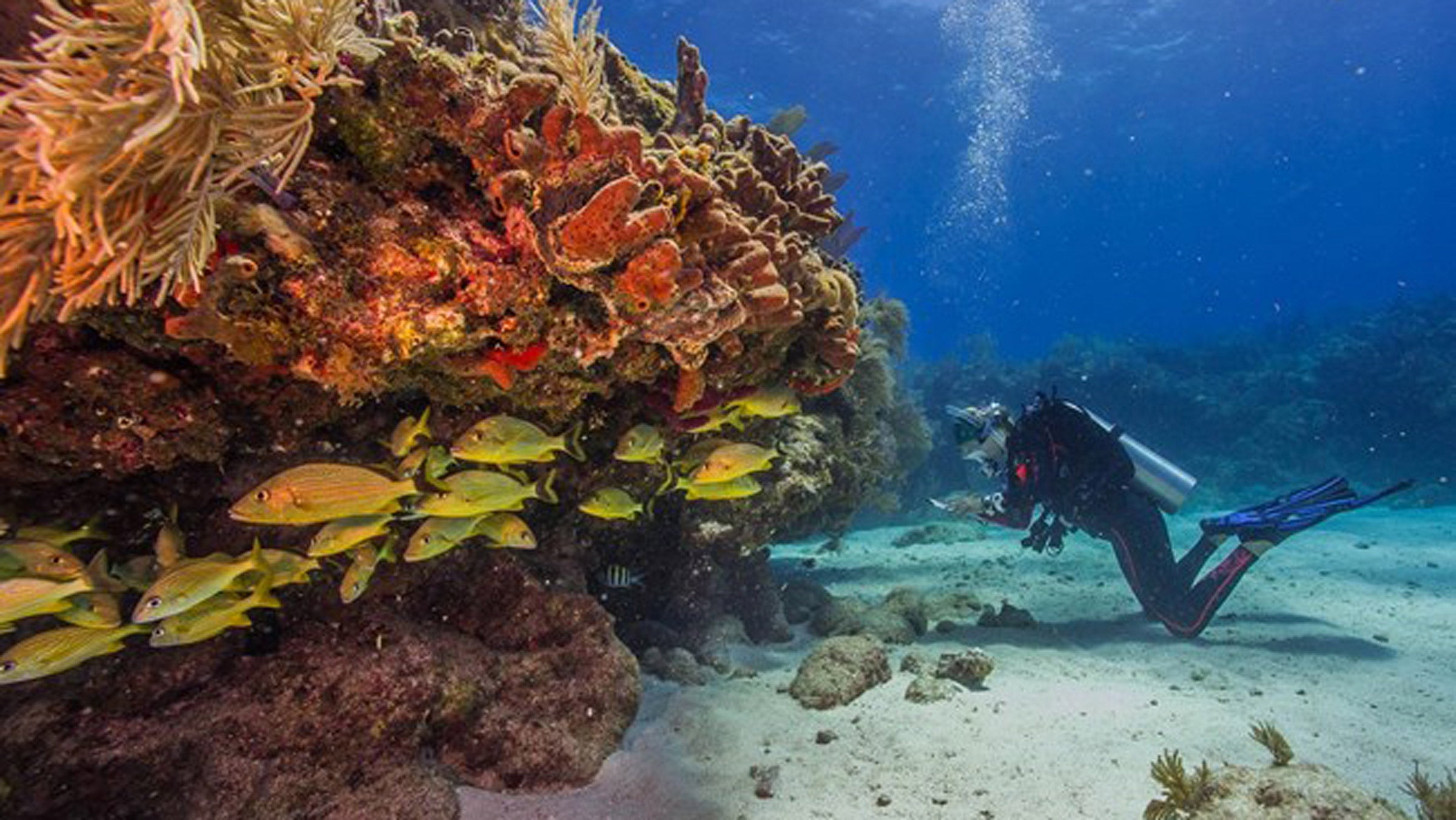 The reefs of Key Biscayne National Park