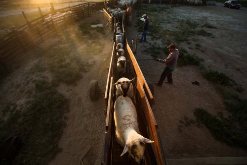 Sheep are loaded into a truck at the S. Martinez sheepherding operation in Mabton, Wash. After spending the winter in barns, sheep are trucked out to various public and private land allotments to feed. The S. Martinez sheepherding operation is the last large-scale sheepherding operation allowed on forest land in Washington state. Wool from this operation goes into American outdoor clothing products like socks and sweaters. (Sofia Jaramillo)