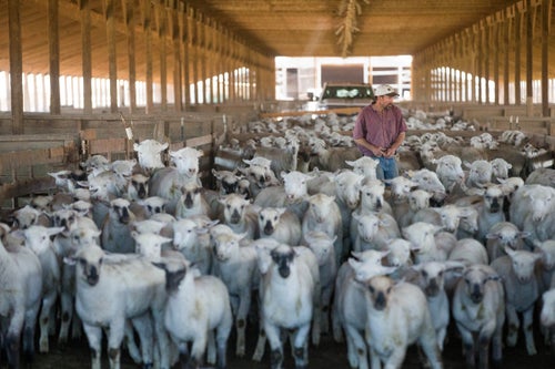 Rancher and operation owner Mark Martinez moves sheep while giving vaccinations at lambing camp in Moxee, Wash. Each spring sheep are checked for disease and vaccinated before they are let out to graze. Eventually the wool from these sheep will land in American made socks and garments. Americans are becoming more aware of where their clothing comes from. According to a recent Outdoor Industry Association Consumer study, 30 percent of U.S. outdoor consumers are willing to pay more for products made in America. This operation is where some of these American made outdoor wool products come from. (Sofia Jaramillo)