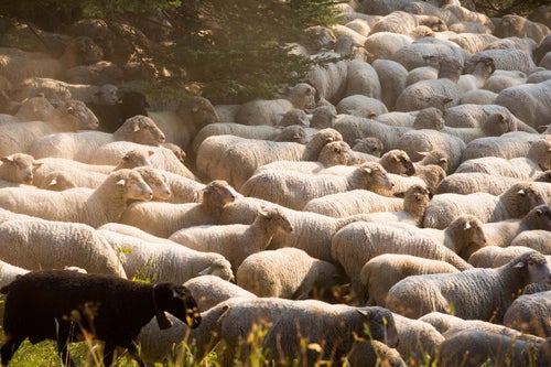 Sheep move through the Okanogan-Wenatchee National Forest near Cle Elum, Wash. Black sheep are used to keep track of the flock. If one black sheep is missing, hundreds of white sheep could be lost. If all the black sheep are missing, the majority of the herd is lost. (Sofia Jaramillo)