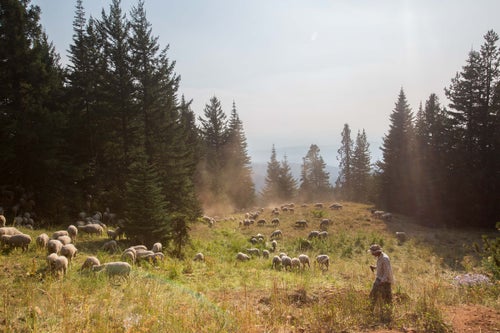 In order to avoid overgrazing the land, Heraclio DeLaCruz moves his sheep to new parts of the Okanogan-Wenatchee National Forest at least every two days near Cle Elum, Wash. Shepherds work 24 hours a day, seven days a week for two and a half years stints before their visa expires and they return home for a three-month break. (Sofia Jaramillo)