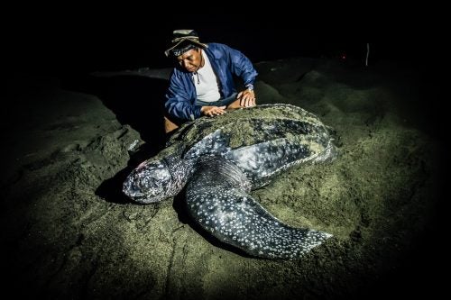 Ahead of the vote, Boulder, Colorado-based photographers and cinematographers Shawn Heinrichs and John Weller have created a 90-minute film, Provinsi Konservasi (Conservation Province). The film highlights the positive impact of West Papua’s environmental work on local communities, like a man who safeguards a critical leatherback sea turtle nesting site (pictured above) and a family who started a bird watching business. The project is the result of a decade’s worth of material the team collected while documenting the area’s rich natural resources and the fight to protect them; these photos are a sampling of some of their collection. An Emmy-award winner best known for his work in the Oscar-nominated documentary Racing Extinction, Heinrichs calls the conservation province initiative, “the most important work I’ve done in my life.”