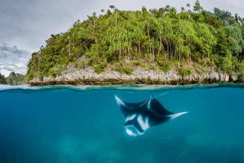West Papua, a province of Indonesia, is one of the most biologically important—and least explored—places on the planet. Containing over 1,700 species of fish, three quarters of the world’s hard corals, and at least 700 types of birds living in some of the largest remaining intact rain and mangrove forests, it’s been hailed as one of Earth’s last great biodiversity hotspots. Soon, it could also become one of the best protected. In December, West Papua’s government will vote on whether to make it the world’s first conservation province—committing an area roughly the size of New York state to an economy based on sustainable development.