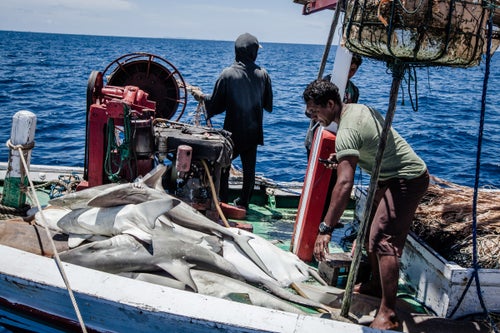 Community members act as rangers on patrol boats catching illegal fishing vessels, contributing to an estimated 90 percent drop in poaching by outside fishermen. Sustainable tourism has become a primary driver of the economy, providing jobs for locals as guest house managers and dive and birding guides. According to Mark Erdmann, vice president of Asia Pacific Marine Programs for Conservation International, “In many communities, it’s hard to find a village where there isn’t someone making a significant living off of tourism.”