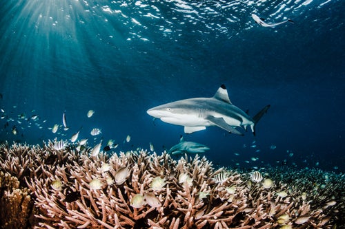 Over the past 12 years, the seas surrounding West Papua have become a conservation success story. A cooperative of environmental organizations, local communities, and government agencies have created a series of Marine Protected Areas (MPAs)—zones with varying levels of restrictions on fishing—covering some 9 million acres, amounting to 25 percent of Indonesia’s total nearshore sea area. According to Conservation International, who have headed up efforts in West Papua, some of the MPAs have seen as much as a 500 percent increase in reef fish since 2007.