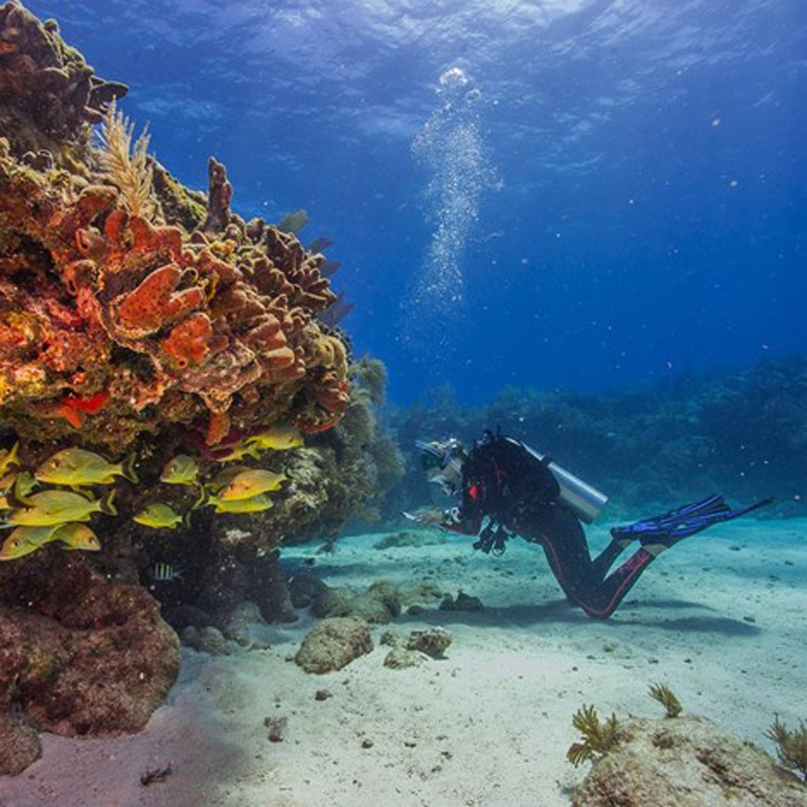 The reefs of Key Biscayne National Park
