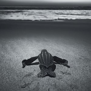 An endangered leatherback hatchling makes its way toward the waves.