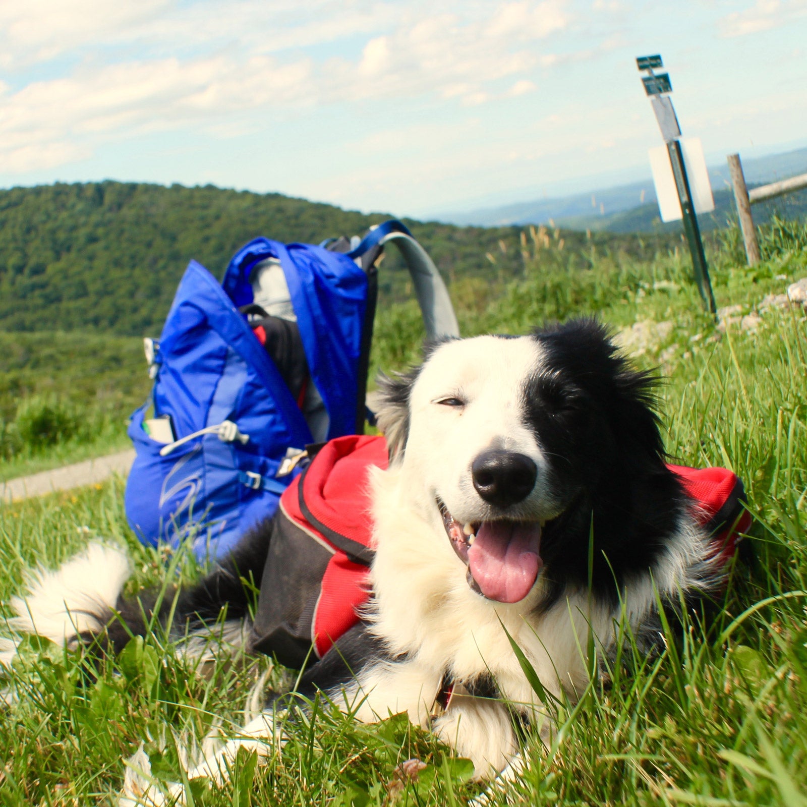 Jenna Woginrich differentiates her favorite packs by dog breeds.