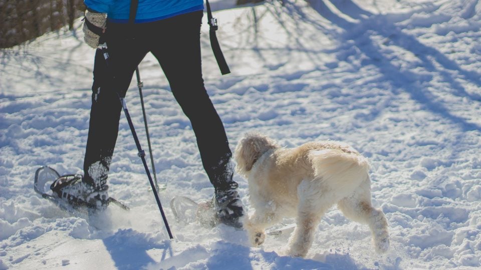 The 20 Best ColdWeather Dog Breeds Outside Online