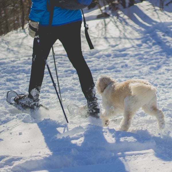 Our favorite dog breeds for winter adventuring.