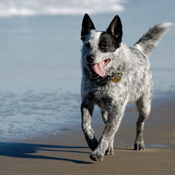 The 10 Best HotWeather Dog Breeds Outside Online