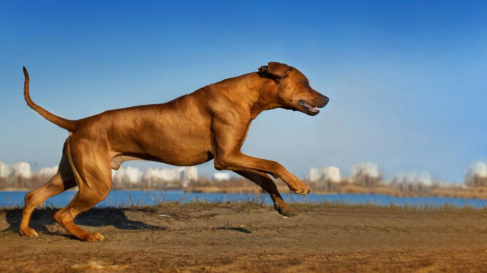 The 20 Best Dog Breeds for Runners Outside Online