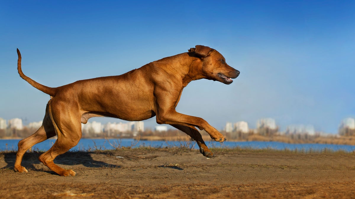 Best Running Dogs 20 Breeds for Serious Athletes Outside Online