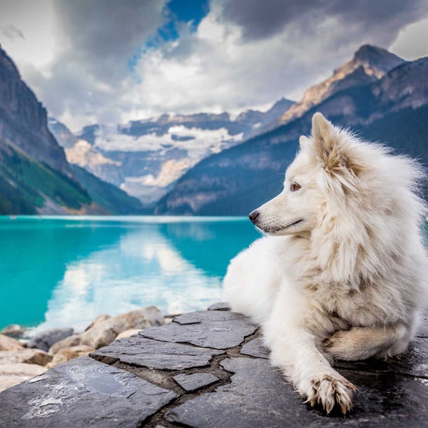We love dogs. We love them so much, we'll pay thousands of dollars for them.