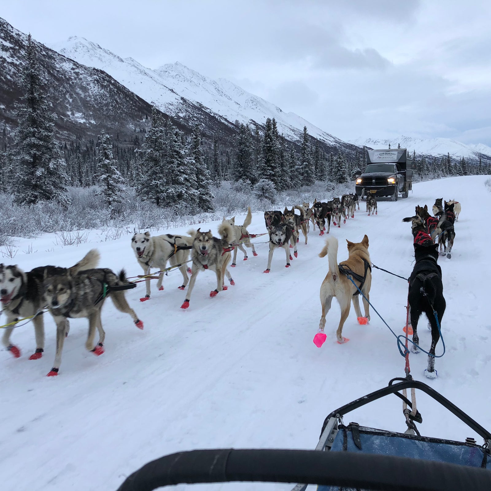 How Do Mushers Train Their Dogs