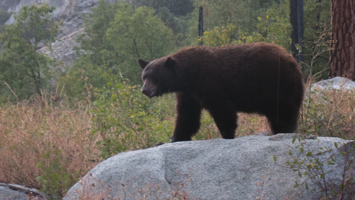 bear-resistant containers