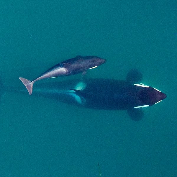 Scarlet (J50) with her mother in September 2015.