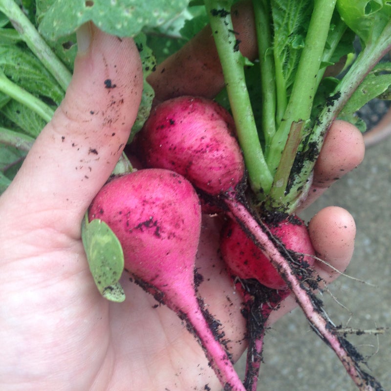 The author produces as much of her own food as possible.