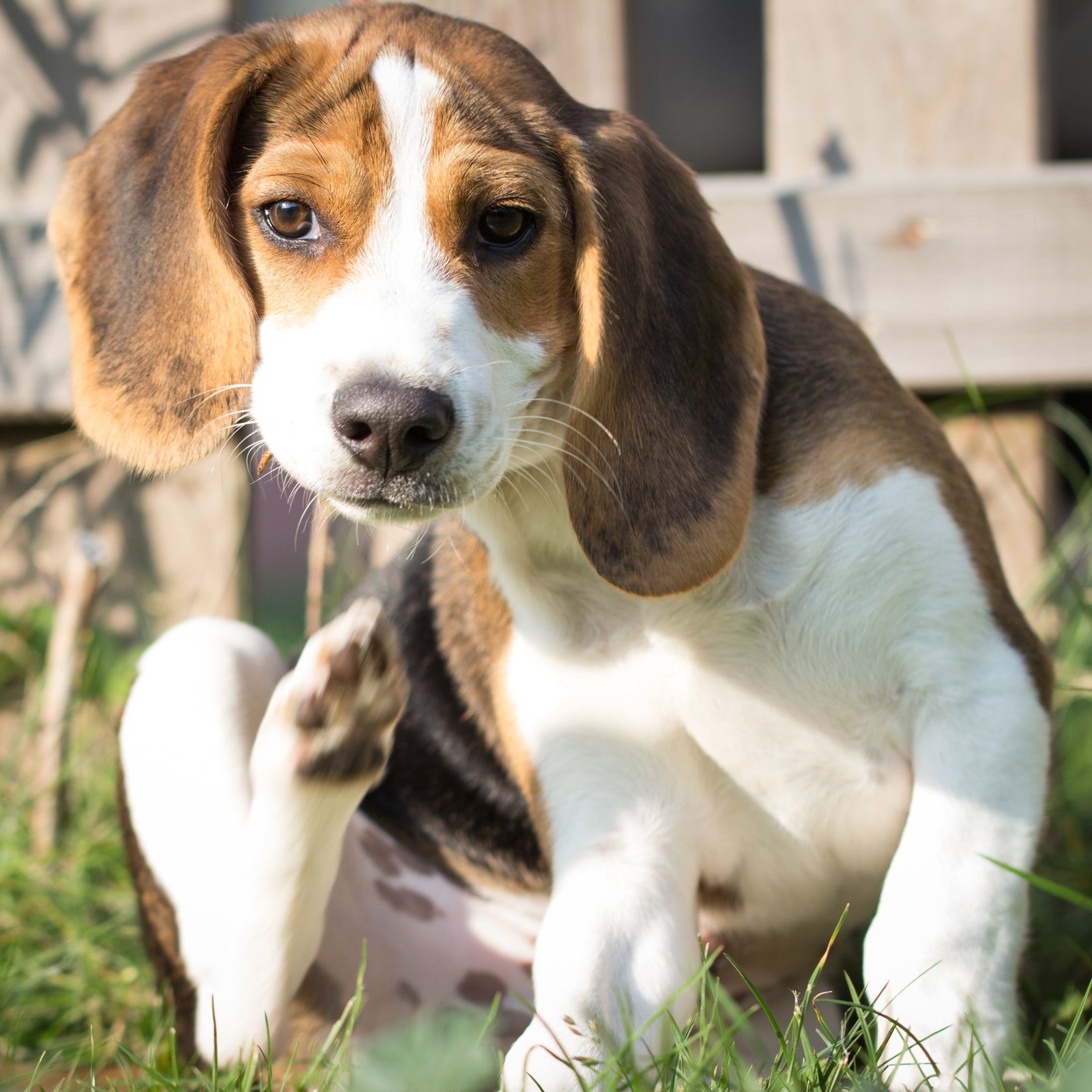 Itchy? Histamine might be to blame.