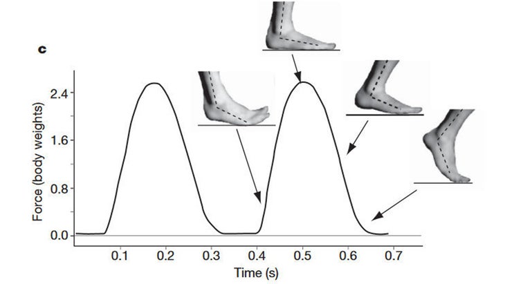 barefoot running impact on foot