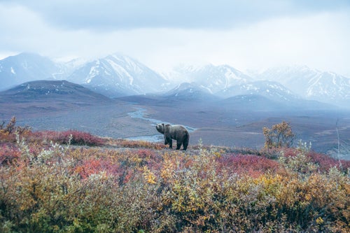 The largest national parks in the U.S. are in Alaska, with Denali coming in at number three. It’s home to some of the most iconic American wildlife, from bald eagles and caribou to wolves and grizzly bears.