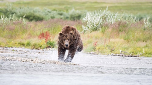 grizzly bear running, how to survive a bear attack