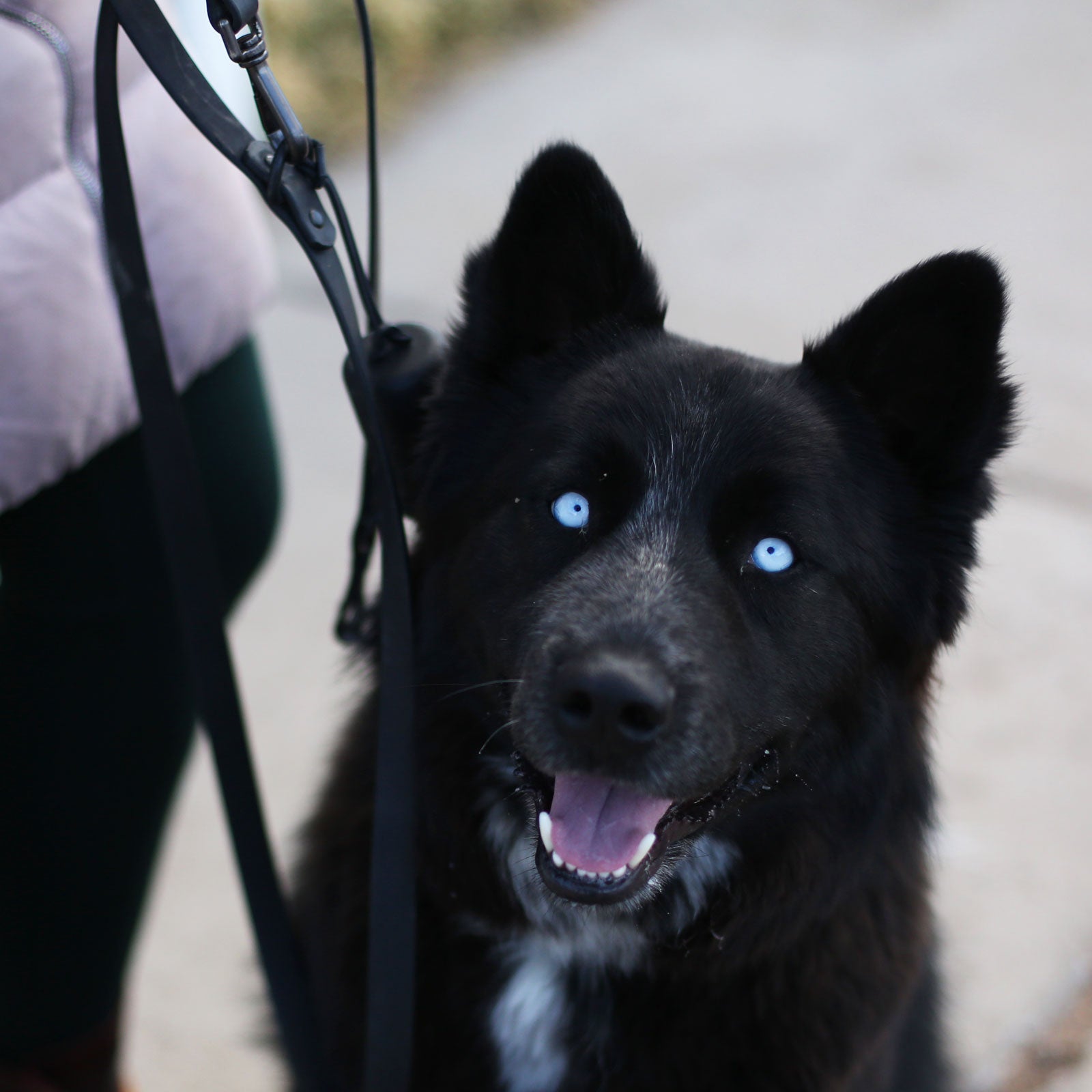 Abbey Gingras with her dog, Koda.