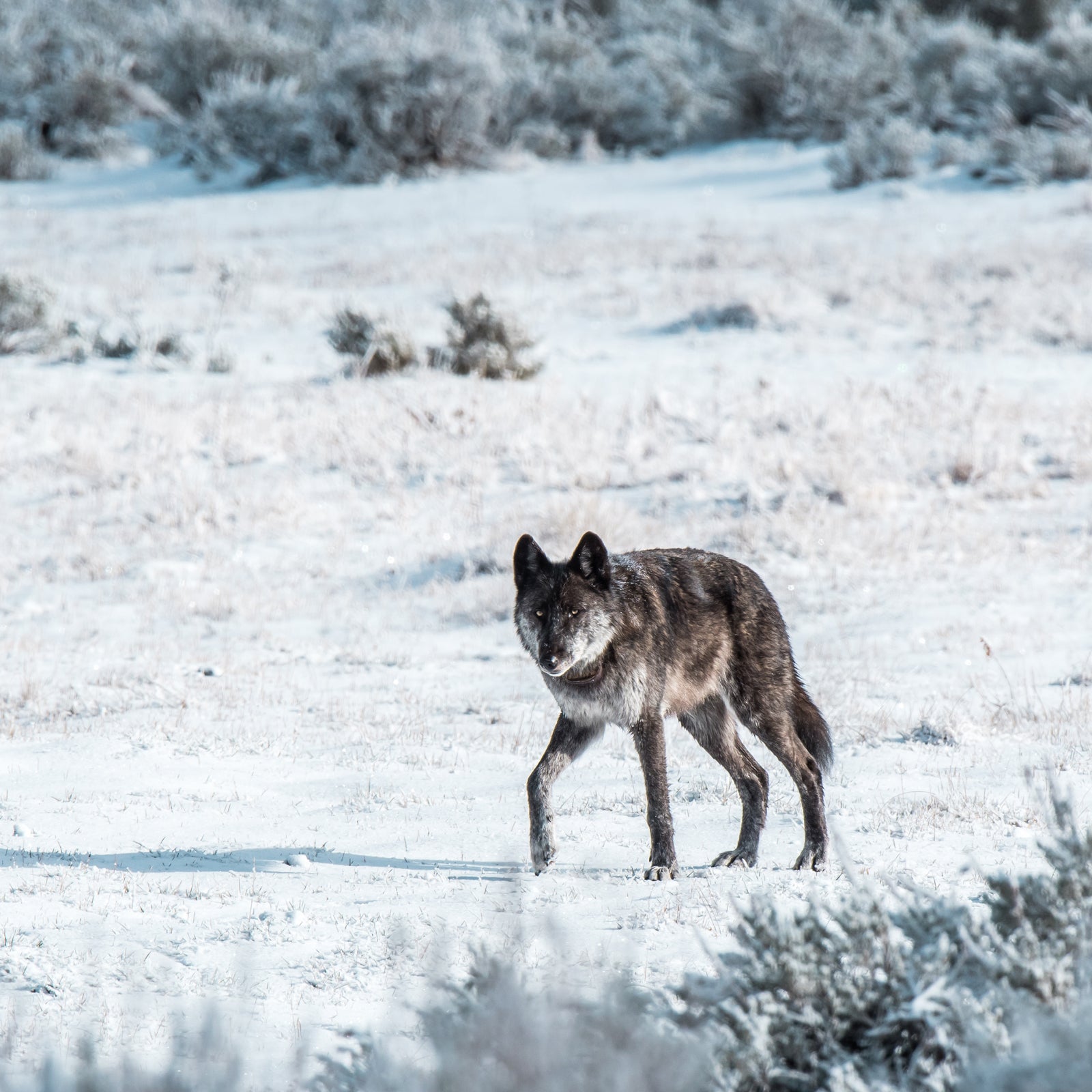 Wolf 926 in Lamar Canyon