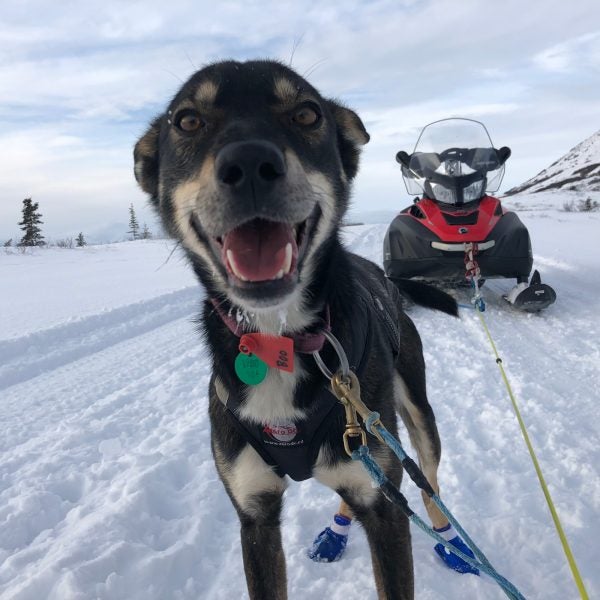 Here's how Iditarod competitors manage logistics.