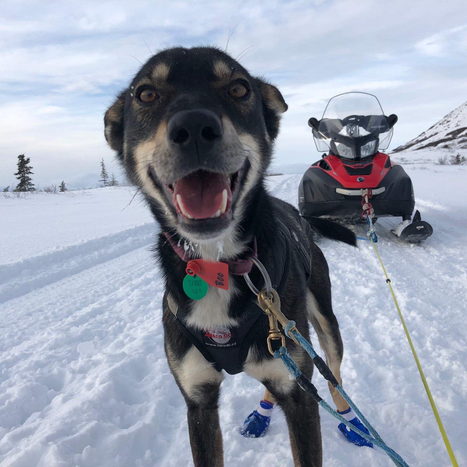 Here's how Iditarod competitors manage logistics.