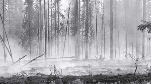 The aftermath of a forest fire in Alaska. Climate change is creating more, and more severe fires, but the administration's budget would take money away fire prevention and suppression operations to pay for more expedient oil and gas extraction permitting.