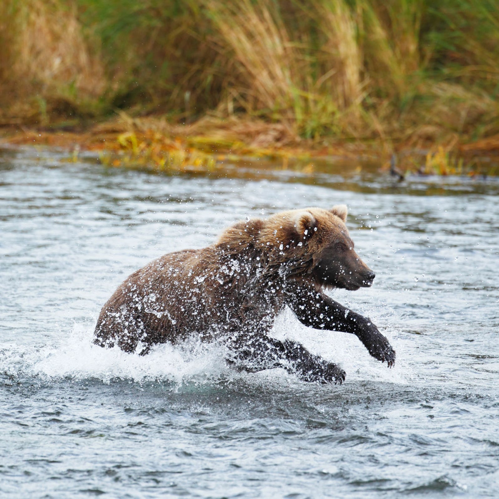 Fire arms or bear spray? Science leans towards the latter.