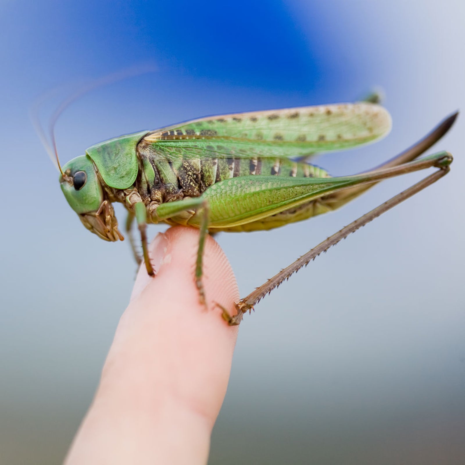 Grasshoppers are extraordinarily protein-rich and you can collect them pretty much anywhere.