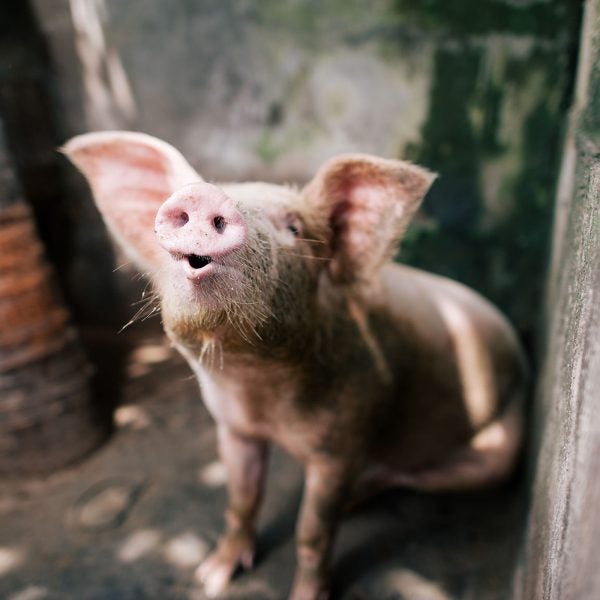 Are they a health food? Maybe not. Like any good chip, they’re carrier vessels for salt and, you know, fried. But, they’re certainly healthier than real bacon, and a better choice for the planet, too.