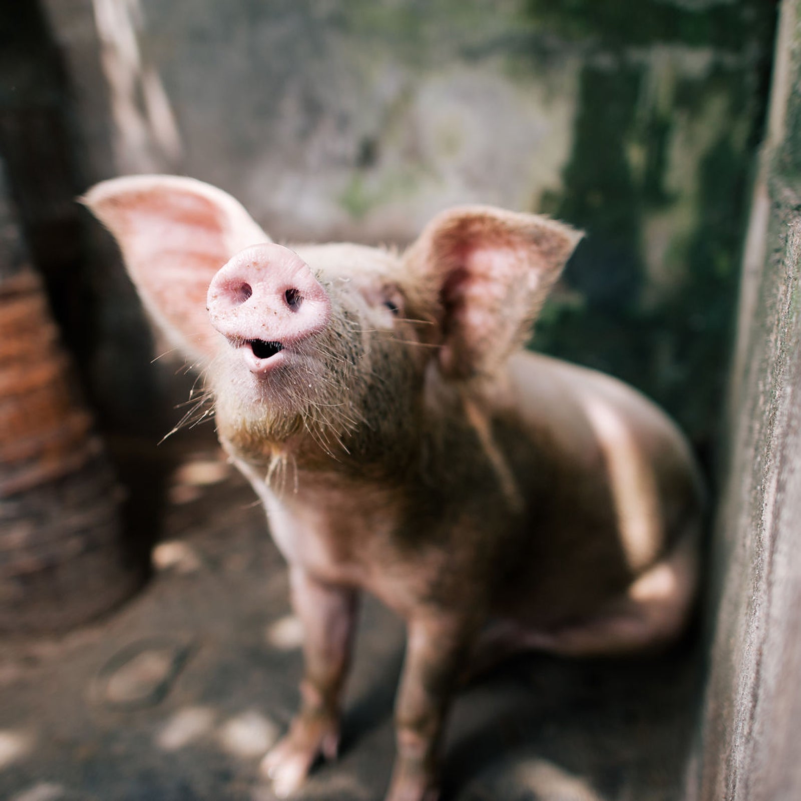 Are they a health food? Maybe not. Like any good chip, they’re carrier vessels for salt and, you know, fried. But, they’re certainly healthier than real bacon, and a better choice for the planet, too.