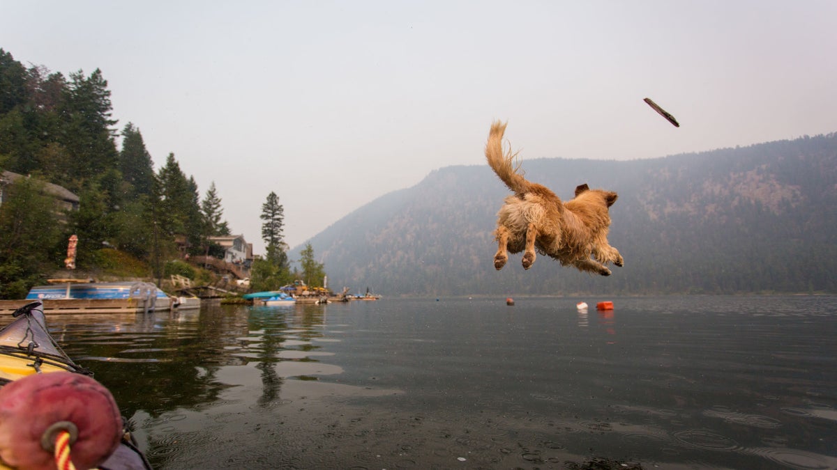 Introducing a Dog to Water for the First Time - Outside Online