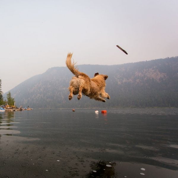 Pretty soon, this will be your dog.