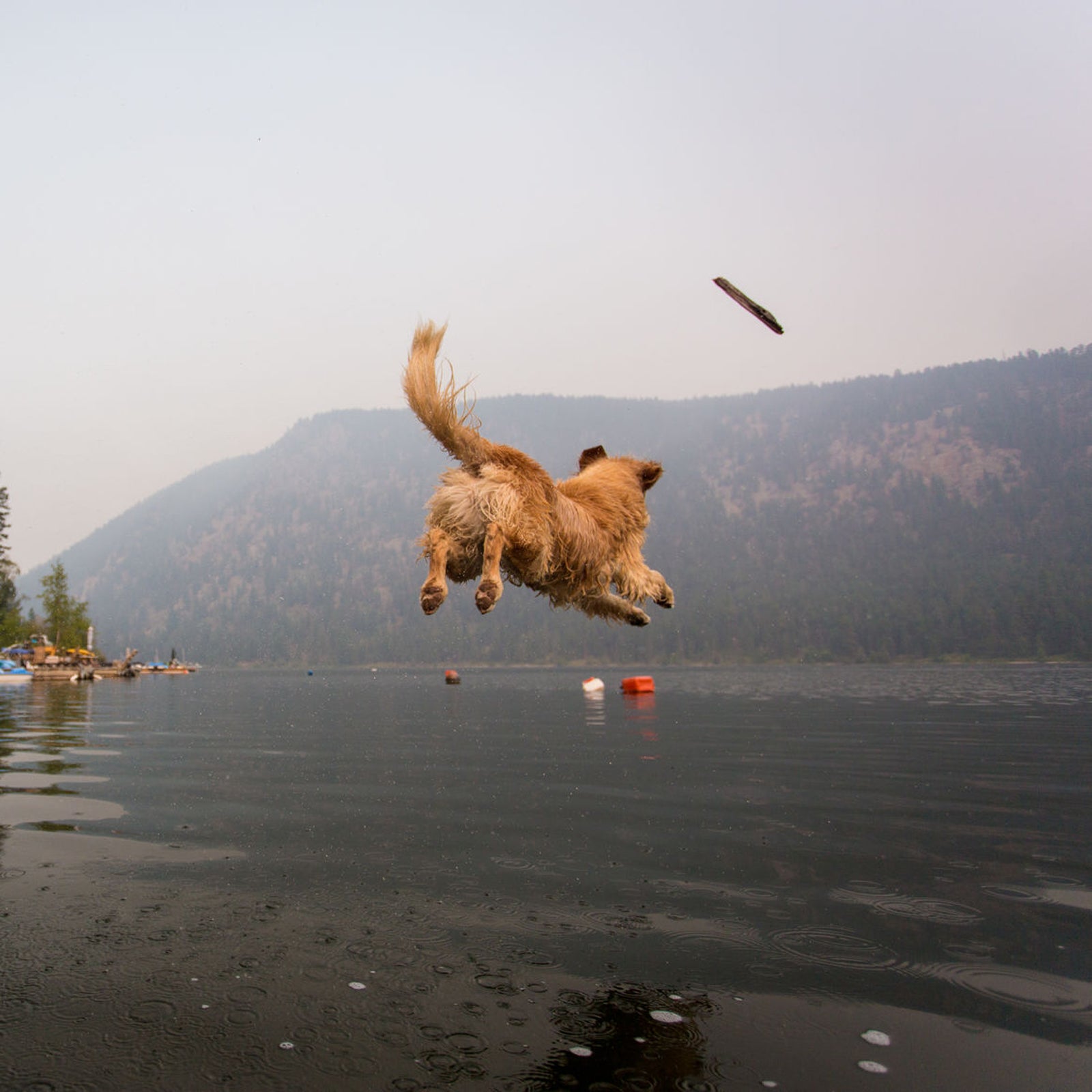Pretty soon, this will be your dog.