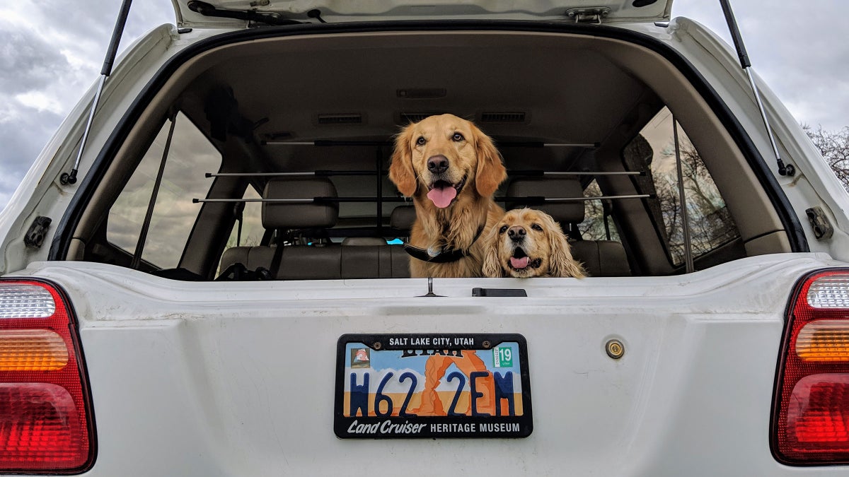 What's the Best Way to Keep Your Dog Safe in a Car? Outside Online