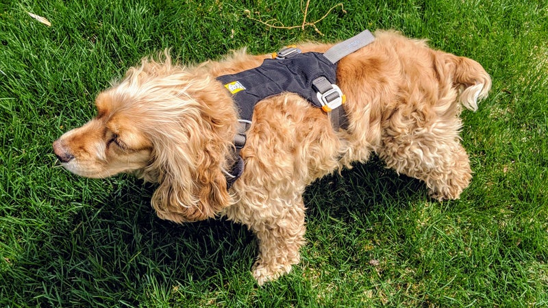 The Load Up can be adjusted depending on the dog’s dimensions. Unfortunately, it can’t really be used as your everyday harness given the lack of appropriate places to attach a leash.