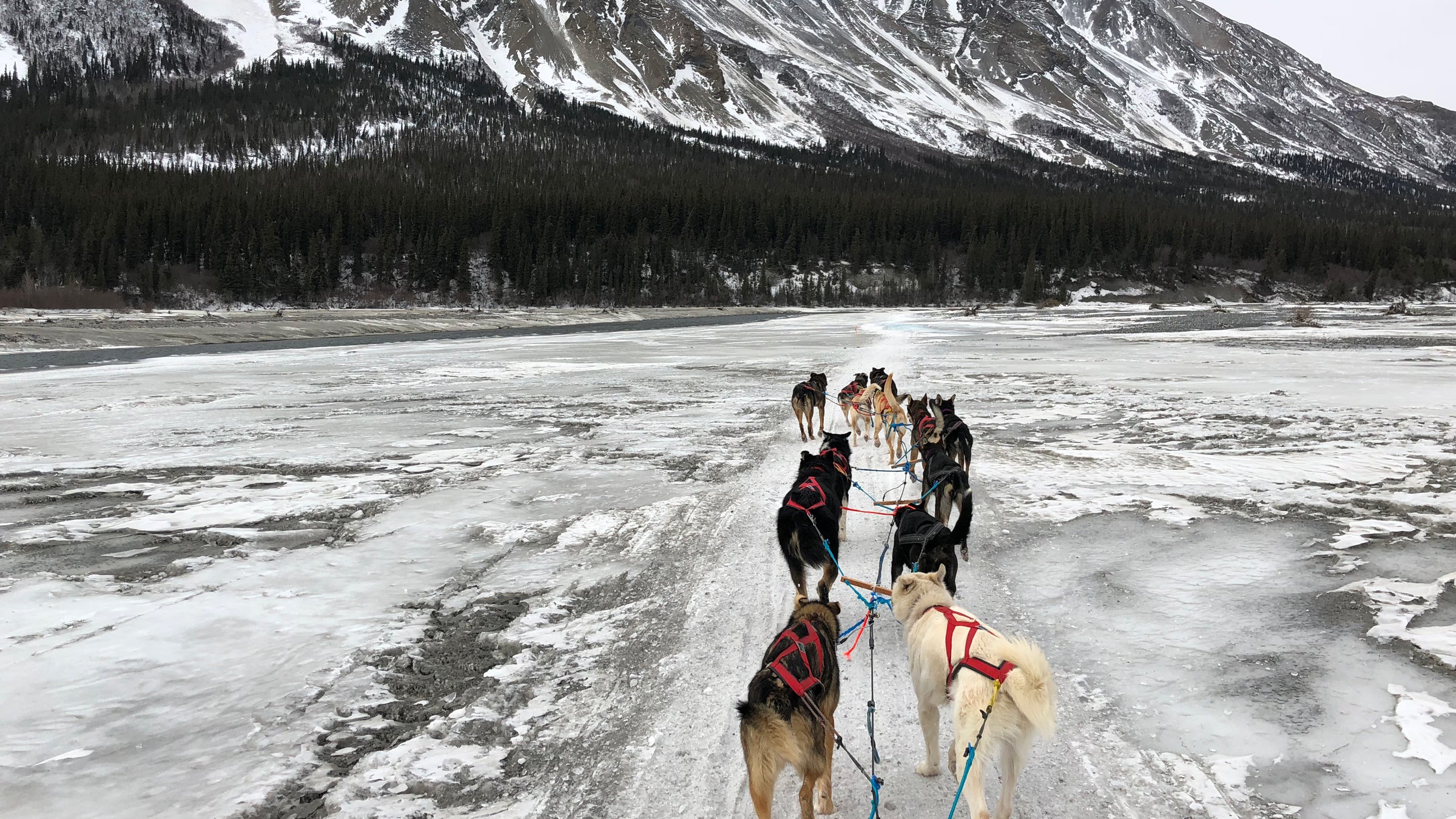How Many Dogs Died In Iditarod 2019