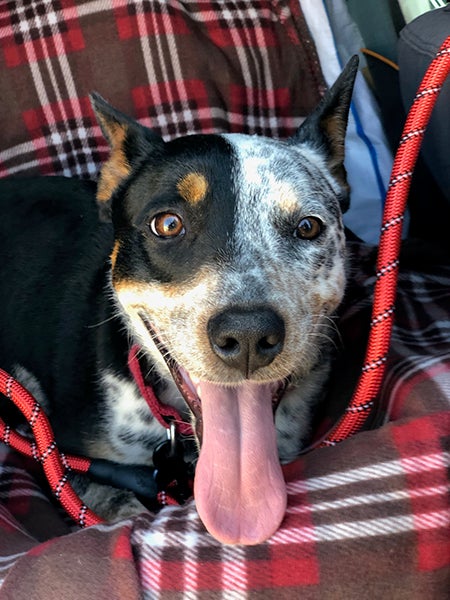 All a dog needs to be happy is its owner.