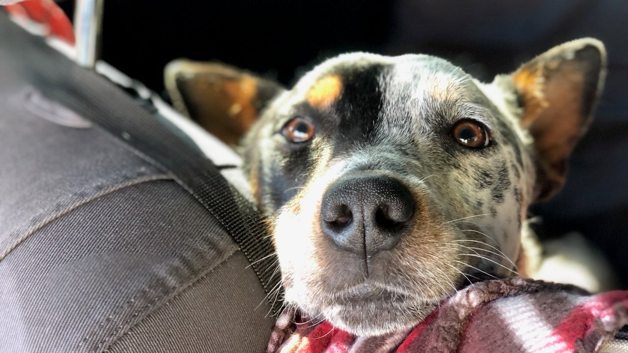 Meatloaf's about a year old and three legs strong.