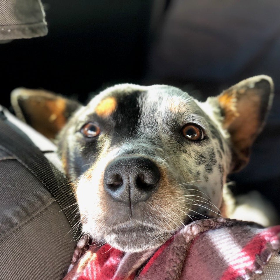 Meatloaf's about a year old and three legs strong.