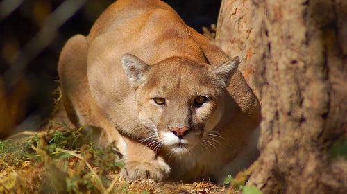 The mountain lion isn’t extinct. In fact, it might be lurking somewhere near, watching you.