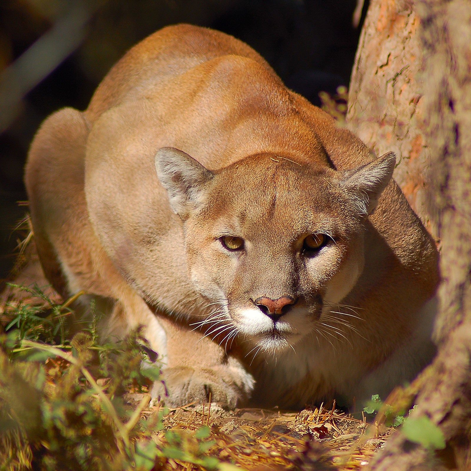 The mountain lion isn’t extinct. In fact, it might be lurking somewhere near, watching you.