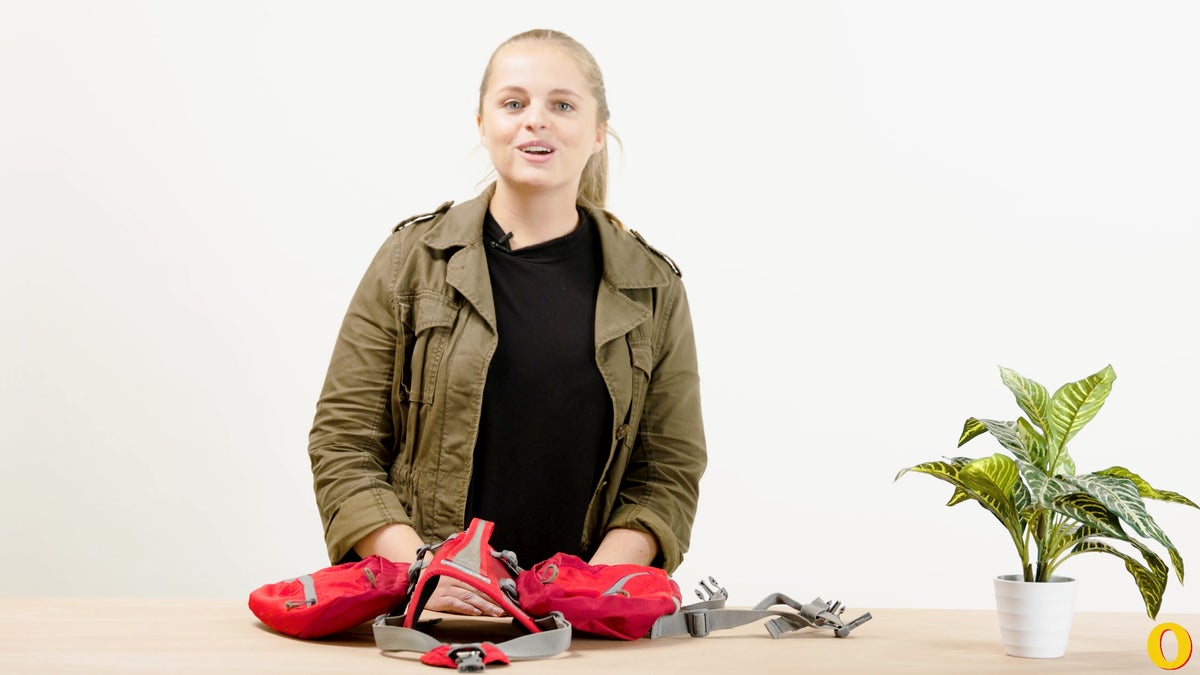 The Best Backpack for Your Dog Outside Online