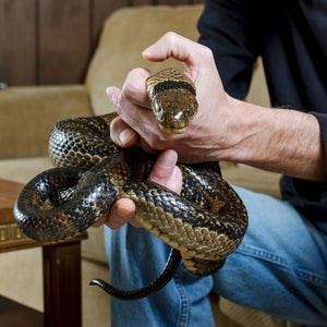 Tim Friede had been shooting lethal doses of snake venom into his bloodstream for nearly two decades.